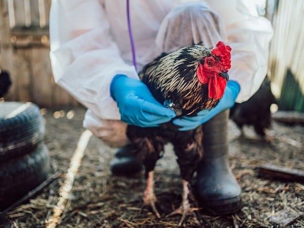 A person wearing protective gear, including a white suit, blue gloves, and black boots, holding a black and red rooster in an outdoor farm setting. Other chickens are visible in the background, along with wooden structures and tires on the ground.