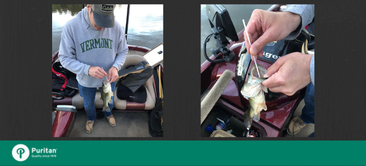 Puritan Helps with Auburn University’s ‘Swab a Hog’ Largemouth Bass Study